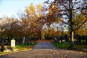 Hauptfriedhof in spaetherbstlichen Farben