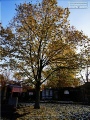 Hauptfriedhof in spaetherbstlichen Farben